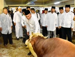 Pemprovsu Sebar 150 Ekor Sapi Kurban di Seluruh Sumut