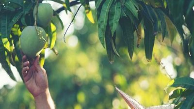 Ilustrasi foto buah mangga