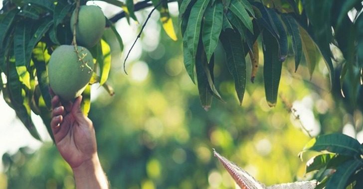 Ilustrasi foto buah mangga