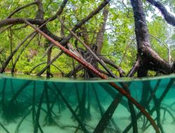 Successful Consultation and Dissemination Workshop on Community-Based Plastic Waste Management in Mangrove Ecosystems in Indonesia