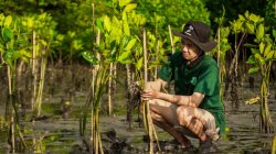 Usaha Konservasi Mangrove di Teluk Benoa oleh LindungiHutan dan Bendega