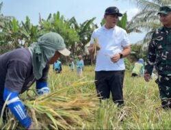Bulog Sumut Mulai Serap Gabah Petani, Harga Sesuai HPP Rp6.500/Kg