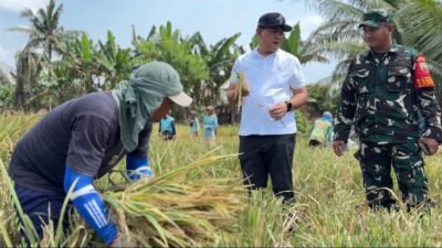 Bulog Sumut Mulai Serap Gabah Petani, Harga Sesuai HPP Rp6.500/Kg
