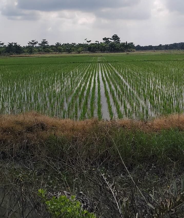 Lahan Kelompok 80 Kecamatan Tanjung Beringin, Kabupaten Serdang Bedagai, *Foto/IK/Zuhari#