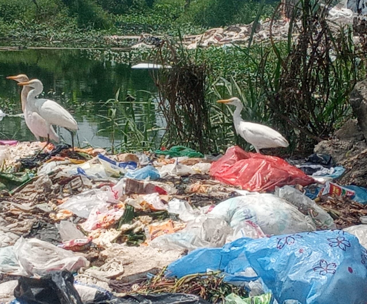 Kawanan burung kuntul putih kecil acap kali terlihat di tumpukan-tumpukan sampah di Jalan Pancing Pasar V Timur 