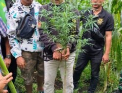 Tanam Ganja, Seorang Pria Disergab Polres Dairi & Kodim 0206 Dairi