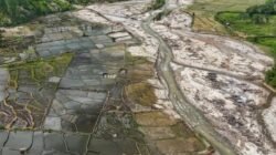 Ribuan Hektare Sawah Terdampak Bencana Mulai Ditanami Kembali