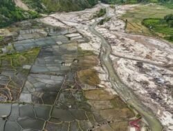 Ribuan Hektare Sawah Terdampak Bencana Mulai Ditanami Kembali