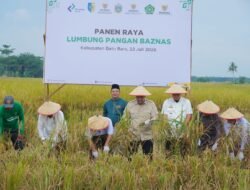 Bupati Batu Bara Dorong Ketahanan Pangan, Panen Raya Lumbung Pangan Baznas jadi Bukti