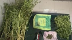 Bawa Ganja, Pria Tua 69 Tahun Ditangkap Anggota Satlantas Polres Karo