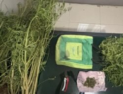 Bawa Ganja, Pria Tua 69 Tahun Ditangkap Anggota Satlantas Polres Karo